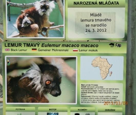 tabule lemur tmavý (Eulemur macaco