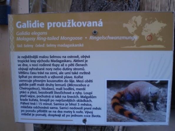 galidie   22 fosa