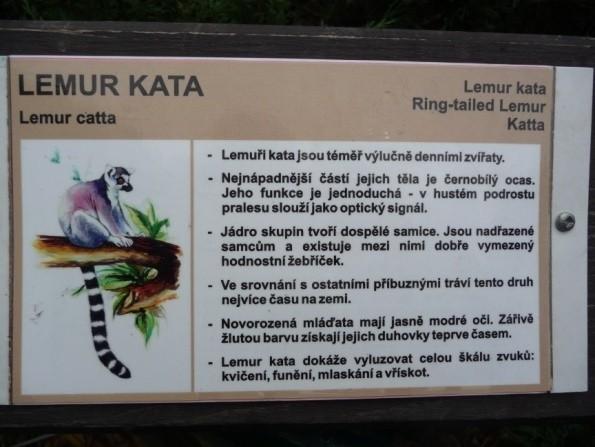 (Lemur catta) Zlín  33
