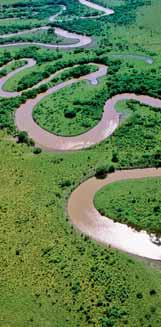 den: Pantanal, největší vnitrozemské mokřiny na zeměkouli snejvětší koncentrací ptáků a divokých zvířat vjižní Americe - je to obdoba afrických národních parků. Lze tu pozorovat např.