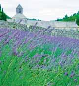 > FRANCIE Krásy Provence Nimes Uzes Pont Du Gard Arles Aigues Mortes Avignon Fontaine De Vaucluse Sénanque opatství Saint- Roman Les Antiques Lyon > HVĚZDICOVÝ TYP ZÁJEZDU PRO VÁŠ VĚTŠÍ KOMFORT.