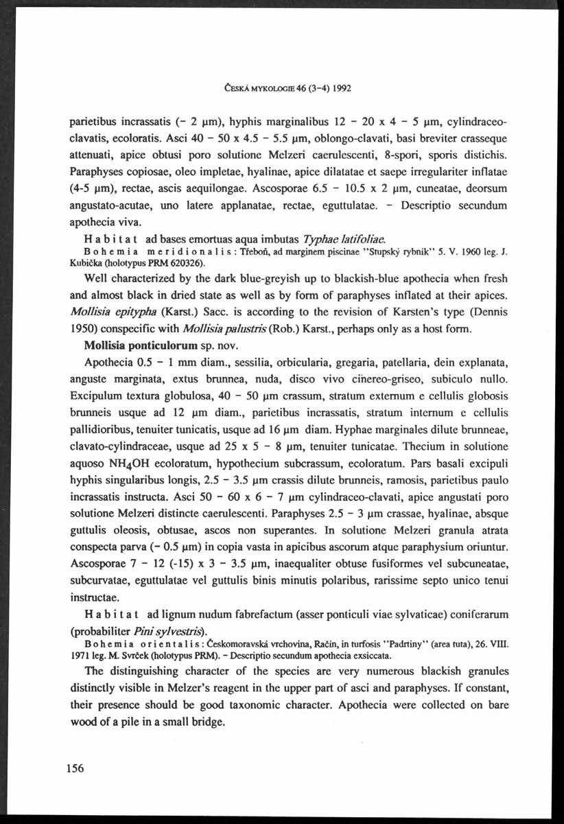 ČESKÁ MYKOLOGE 46 (3 4) 1992 parietibus incrassatis ( - 2 pm), hyphis marginalibus 12-20 x 4-5 pm, cylindraceo- clavatis, ecoloratis. Asci 40-50 x 4.5-5.