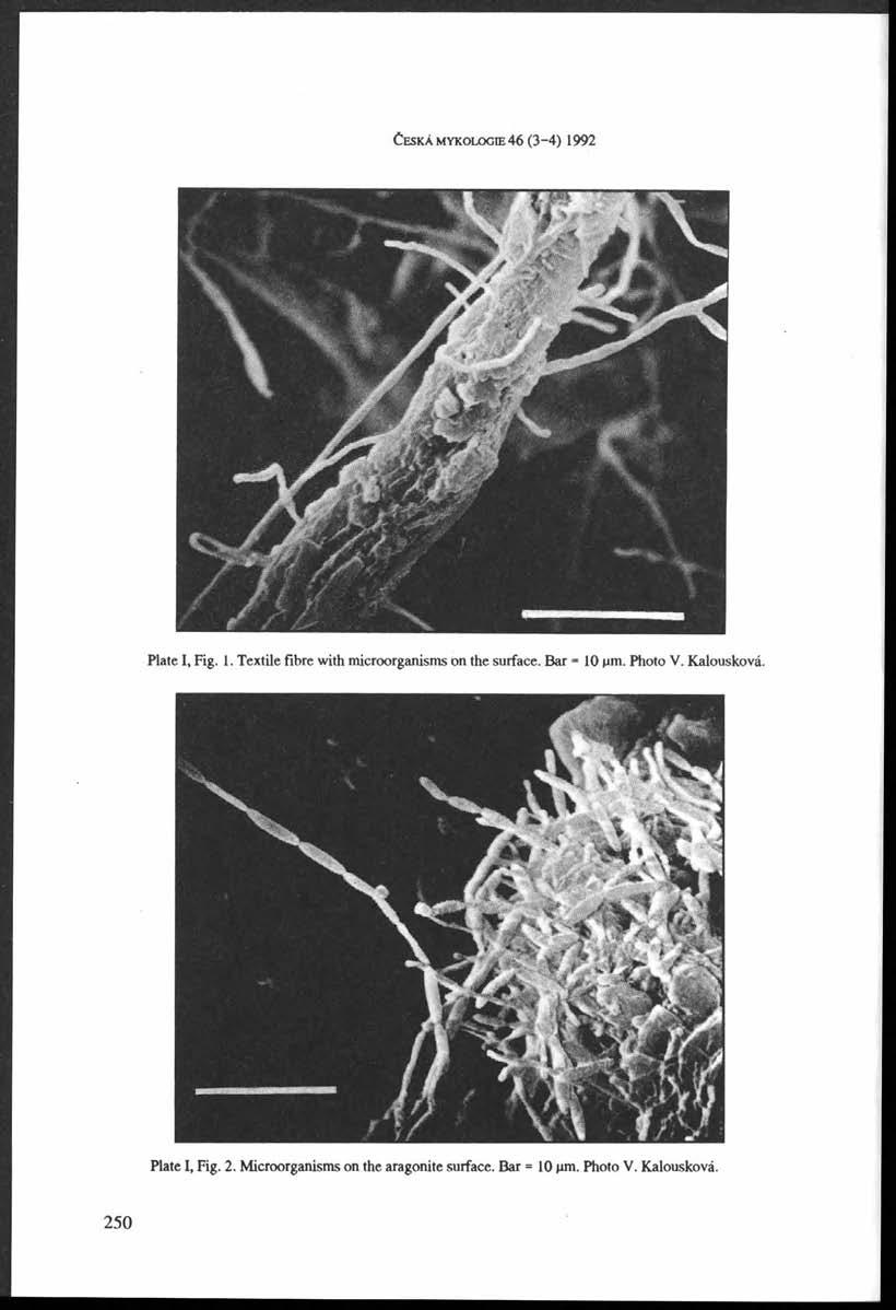 Č eská m y k o lo g ie 46 (3-4) 1992 Jj 'ífr jf' Plate, Fig. 1. Textile fibre with microorganisms on the surface. Bar * 10 *im. Photo V. Kalouskové.