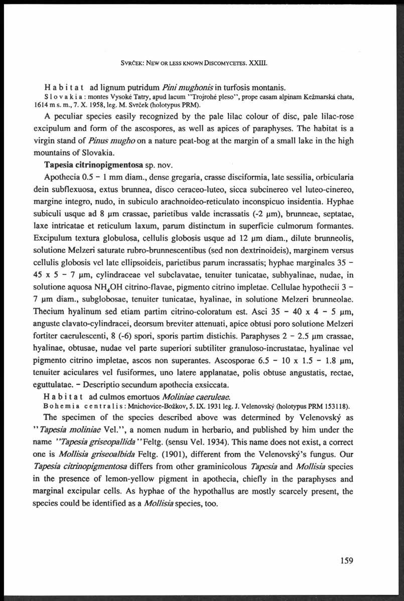 S v r č e k : N e w o r le s s k n o w n D is c o m y c e te s. XX. Habitat ad lignum putridum Pinimughonis in turfosis montanis.