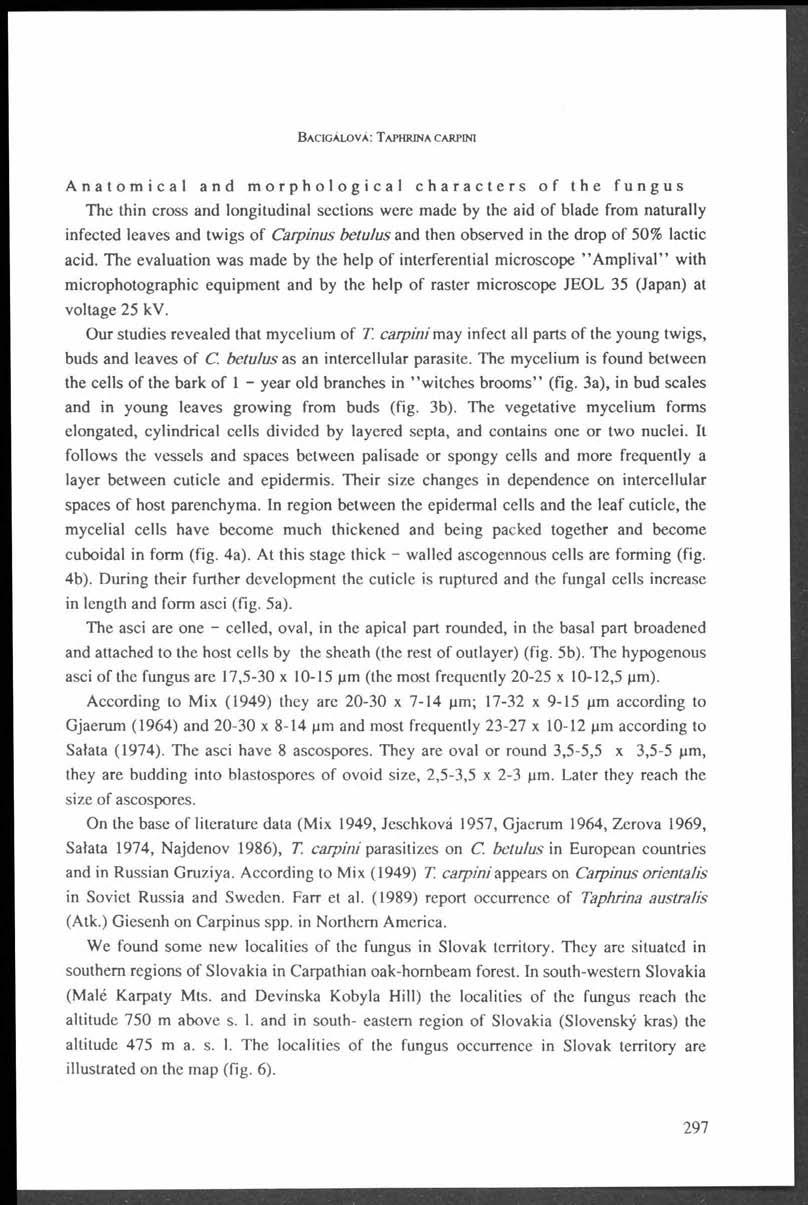 B a c i g a l o v a : T a p h r in a c a r p in i Anatomical and morphological characters of the fungus The thin cross and longitudinal sections were made by the aid o f blade from naturally infected