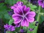 Používají se k vytváření ochranných stěn. Sem se zařazují např. Amaranthus caudatus, Malva alcea, Lavatera trimestris.