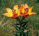 regale, Lilium bulbuferum, Allium flavum (Obr.