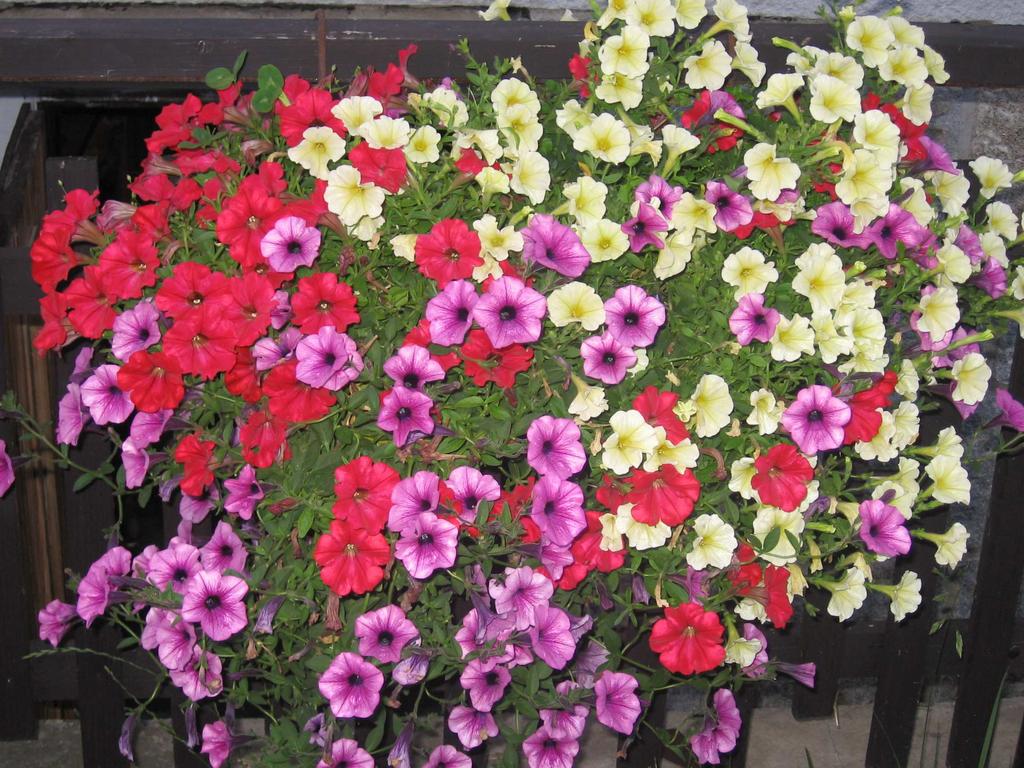 38 2.4.2. Letničky předpěstované ve skleníku - modelová rostlina Petunia hybrida Rostliny se používají na výsadbu do okenních truhlíků, misek a na okrasné záhony.