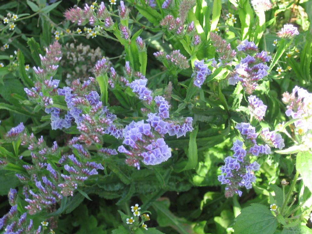 39 2.4.3. Letničky na sušení - modelová rostlina Limonium sinuatum Důležitá letnička, která se používá především pro suchou vazbu. Pochází ze Středomoří. Rostlina je 0,60 0,80 m vysoká.