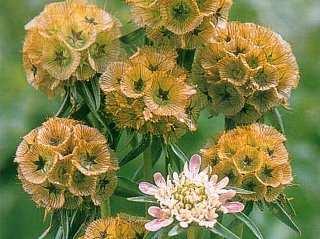 58 Obr.107 Scabiosa stellata Obr.