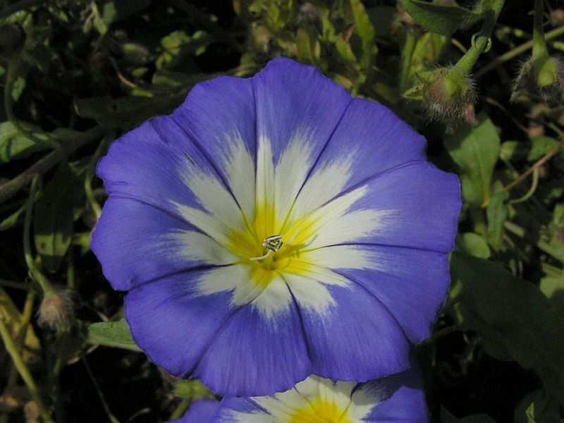 Colvolvulus tricolor Svlačec trojbarevný kvete od července do září. Je poléhavého charakteru, dosahuje výšky 30 cm.