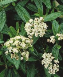 Spiraea prunifolia tavolník Vzpřímený až 2m vysoký keř s tenkými a dlouhými převislými větvemi.