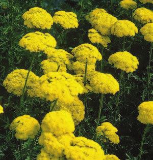 TRVALKY : Achillea filipendulina 'Cloth of Gold' řebříček tužebníkovitý Robustní, 70-90 cm vysoké rostliny. Habitus široce vzpřímený. Stonky na bázi často zdřevnatí.