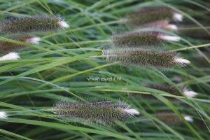 Kvete:VI VII Miscanthus sinensis 'Gracillimus' - ozdobnice Rostliny 100-170 cm vysoké. Trsy husté, graciézně stavěné.