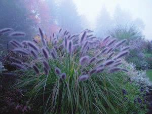 Pennisetum alopecuroides 'Moudrý' - dochan psárkovitý Trsnatá nízká kompaktní travina, výška 50-60cm. Listy jsou úzké, tuhé, zelené s tenkým světlým proužkem.