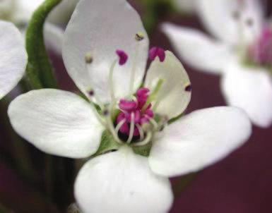 Prunus subhirtella 'Autumnalis' - višeň chloupkatá Stromky s široce rozložitě vejcovitou korunou, větve v dolní části téměř vodorovně odstávají až mírně převisají.