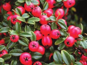 Kvete: II IV Cotoneaster dammeri 'Coral Beauty' - skalník Vzrůst poléhavý, větve obloukovitě převisající. Výška do 0,6 m.