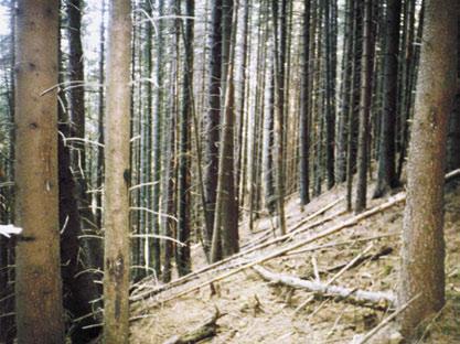 foto: Jiří Šnajder foto: archiv Hnutí DUHA Umělé smrčiny, které na velké části území nahradily původní duby, buky a jedle, jsou náchylné na škůdce a výkyvy počasí.