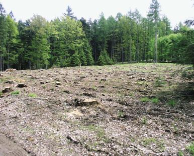 foto: Jiří Šnajder foto: Petr Jelínek Holosečné kácení devastuje lesní půdu, varují vládní experti. Způsobuje rozklad organické hmoty a odplavení živin.