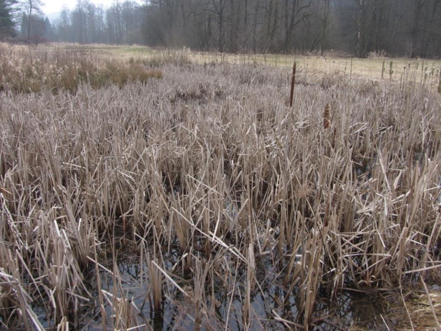 Obnova zazemněných tůní v případě, že v blízkosti nelze