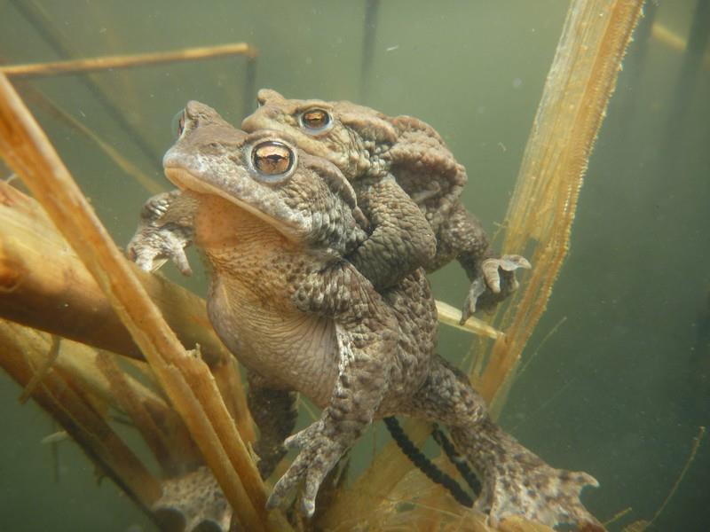 Voda v krajině Obnova a péče o mokřadní biotopy -