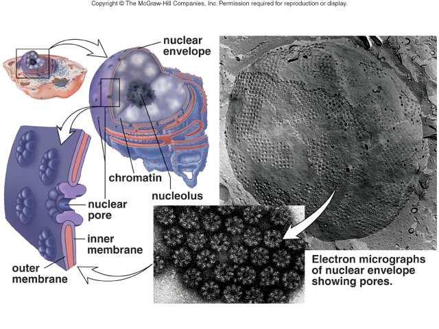 The nucleus and