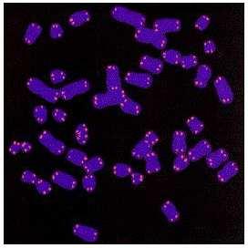 telomery a centromery, které jsou často