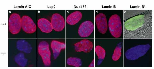 Sullivan T. et al., 1999 MEF buňky izolované z LA/C knock out myší vhodný model ke studiu laminů. Ztráta LA/C není pro buňky fatální, ale RNAi vyblokovaný LB apoptóza (Večeřová J.).