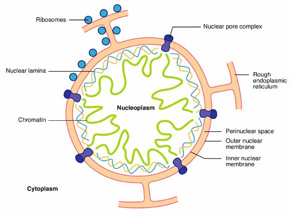 Nuclear lamina and lamins connection between cytoplasm and genome mechanical stability for the NE and organizing of chromatin structure at the nuclear periphery essential role in chromatin and NPCs