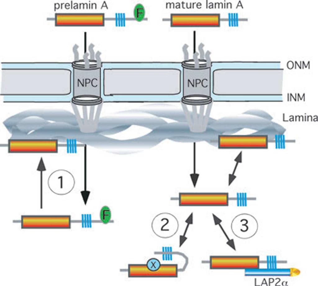 Three possible mechanisms of targeting