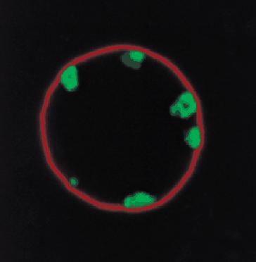 Laminy a chromatin interakce laminů a LAPs s chromatinem vazba laminů na sekvence DNA v místech matrix attachment regions (MARs) a scaffold attachment