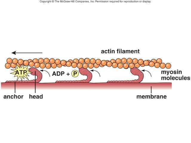 Actin filaments occur in bundles or mesh-like networks.