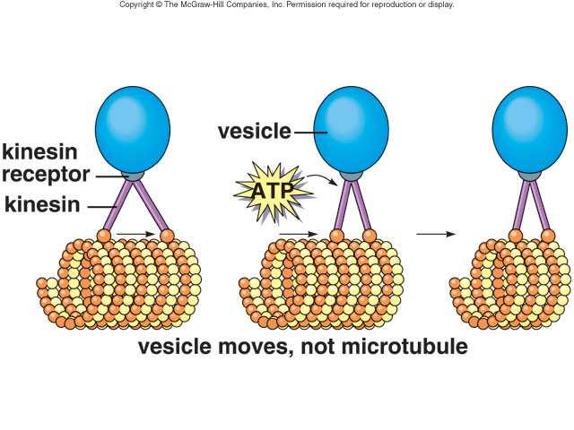 Microtubles are small hollow cylinders made of the globular protein tubulin.
