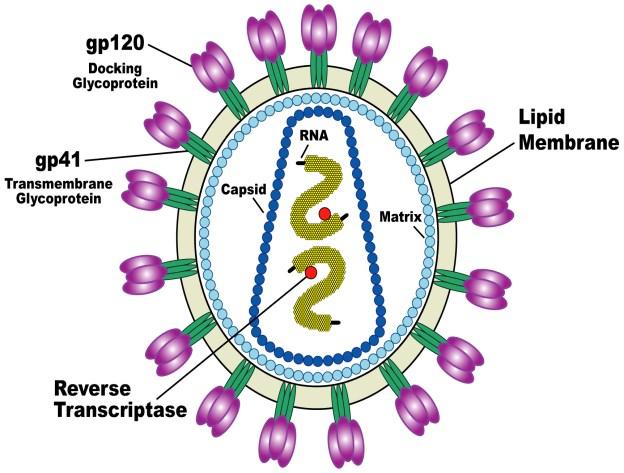 molecular weight of 12 Gp12 is essential for virus entry into cells