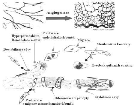 růstového faktoru (TGF-α) a destičkového růstového faktoru endotelových buněk (PD-ECGF).