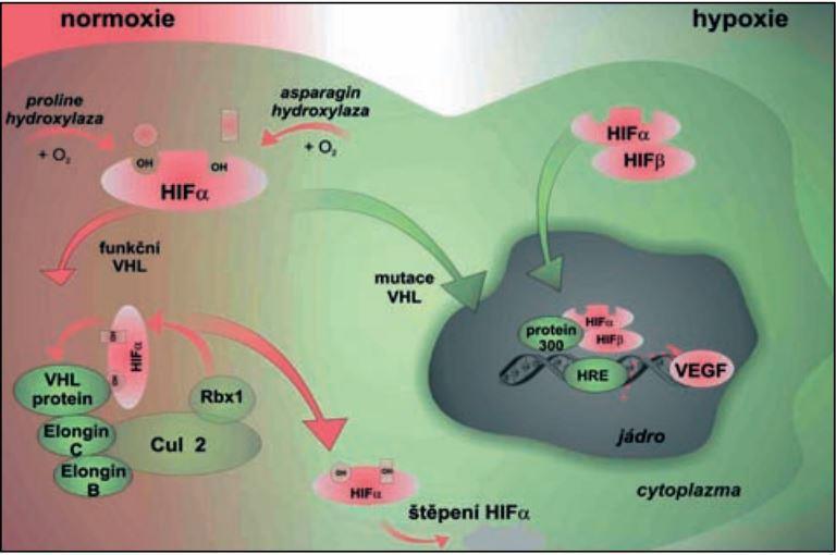 angiogeneze prostřednictvím zvýšení VEGF [52]. Ubikvitinový řetězec ztrácí schopnost označit protein HIF-α, nedochází tak k jeho degradaci v proteazomu.
