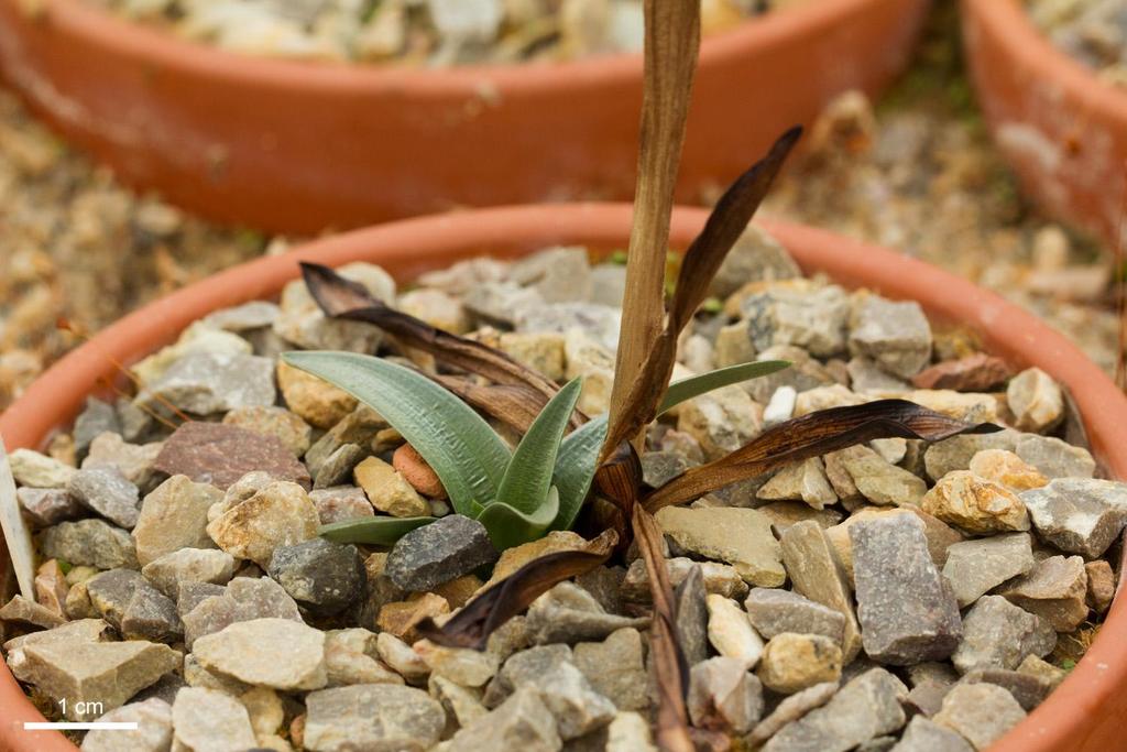 Orchidoideae podčeleď sympodiální