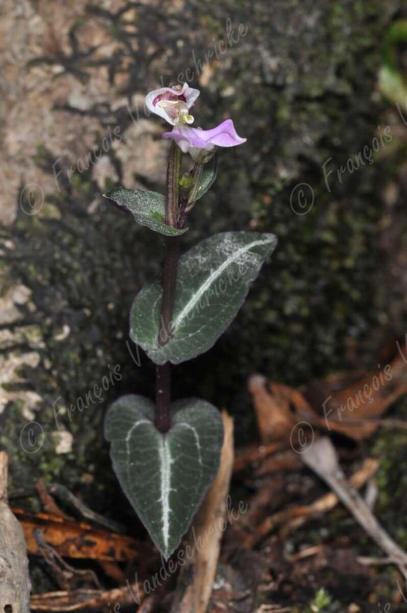 Brownleeinae Disperis