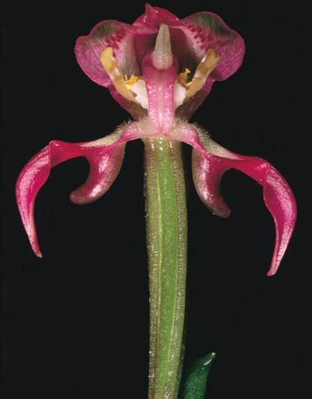 Brownleeinae Disperis nejbizarnější orchideje květy