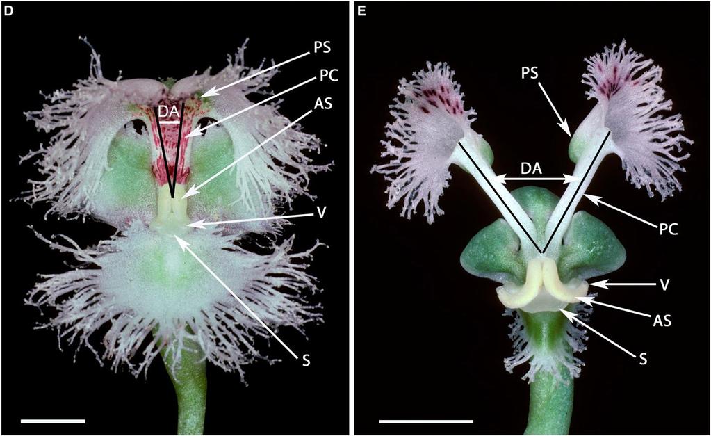 Disinae Huttonaea květ dělený do dvou meranthií (D) H.
