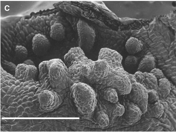 Disinae Huttonaea oil secreting verrucae (B) rear