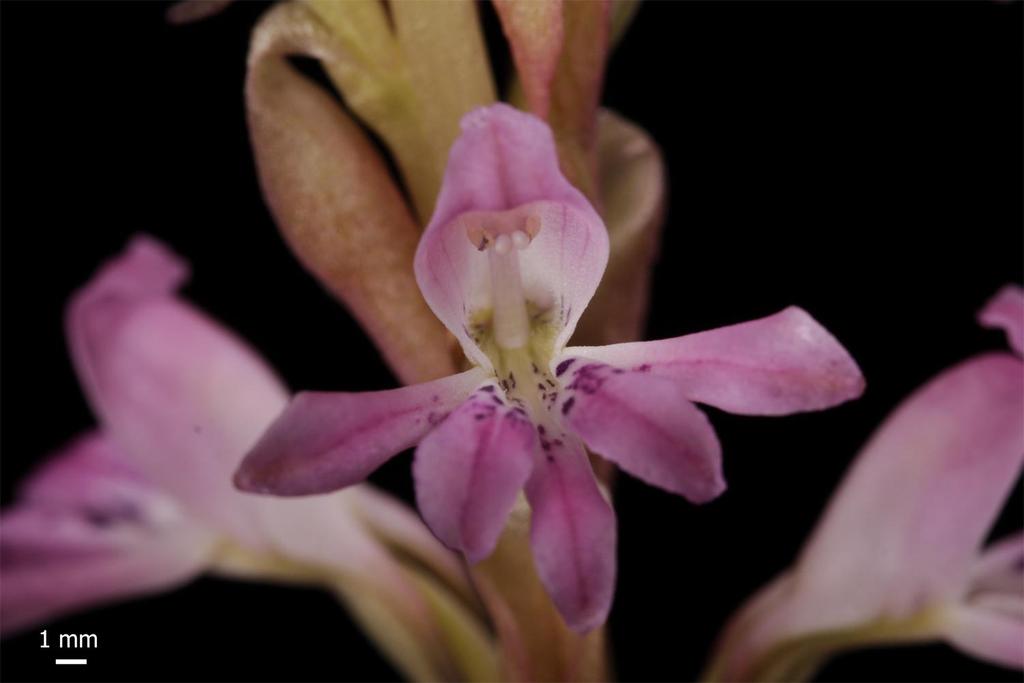 Orchidinae Satyrium