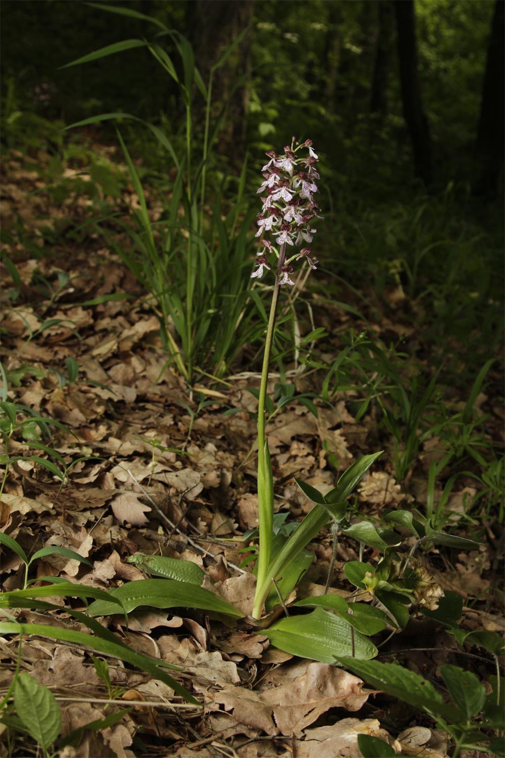 Orchidinae ČR Orchis, Anacamptis, Neotinea