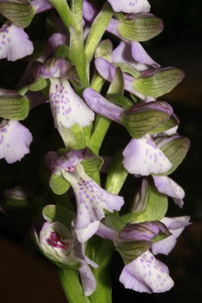 Orchis simia