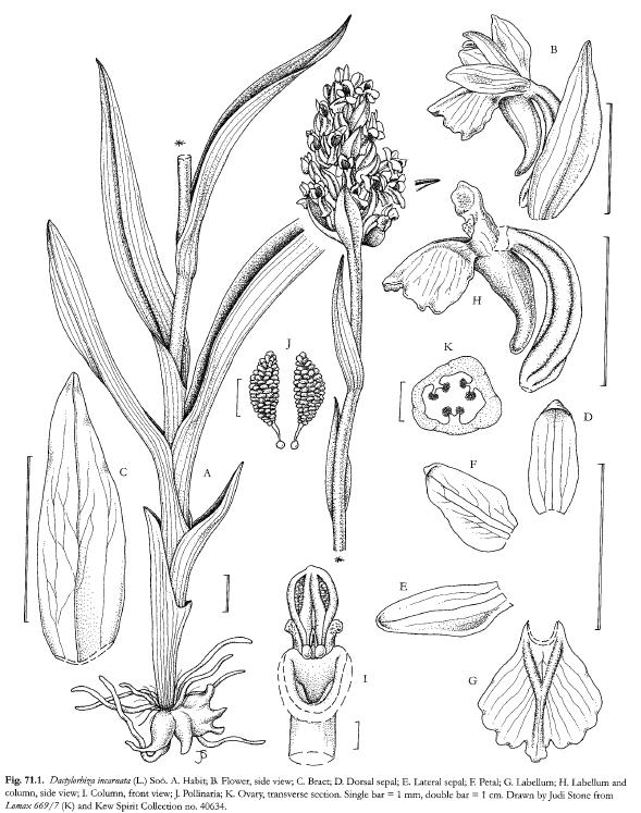 Dactylorhiza