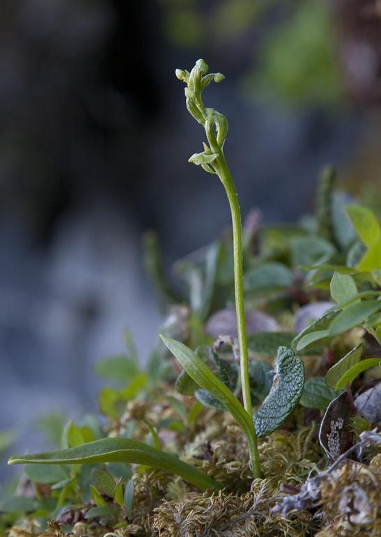 Orchidoideae nejsevernější orchideje: Pseudorchis albida, Lysiella