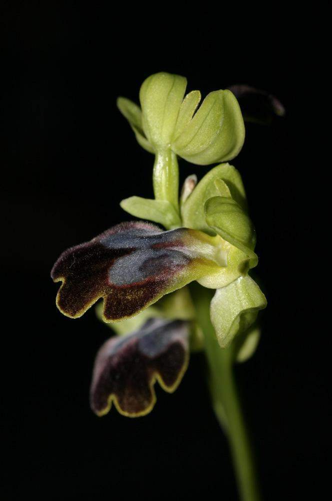 Orchidinae ČR Ophrys