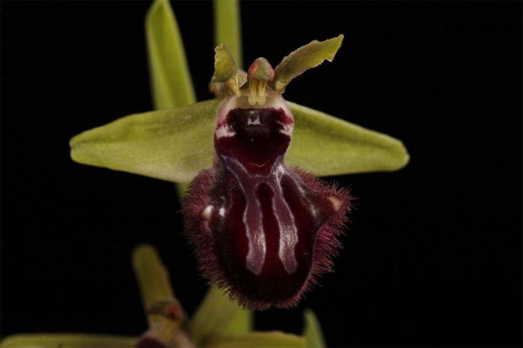 Orchidinae ČR