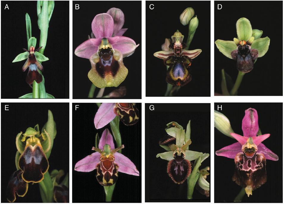 Orchidinae ČR Ophrys 10 hlavních skupin (Devey et al.