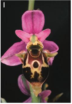 tenthredinifera, Sicily; (C) O. speculum, Sicily; (D) O.